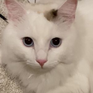 Meet your Posher, Renee